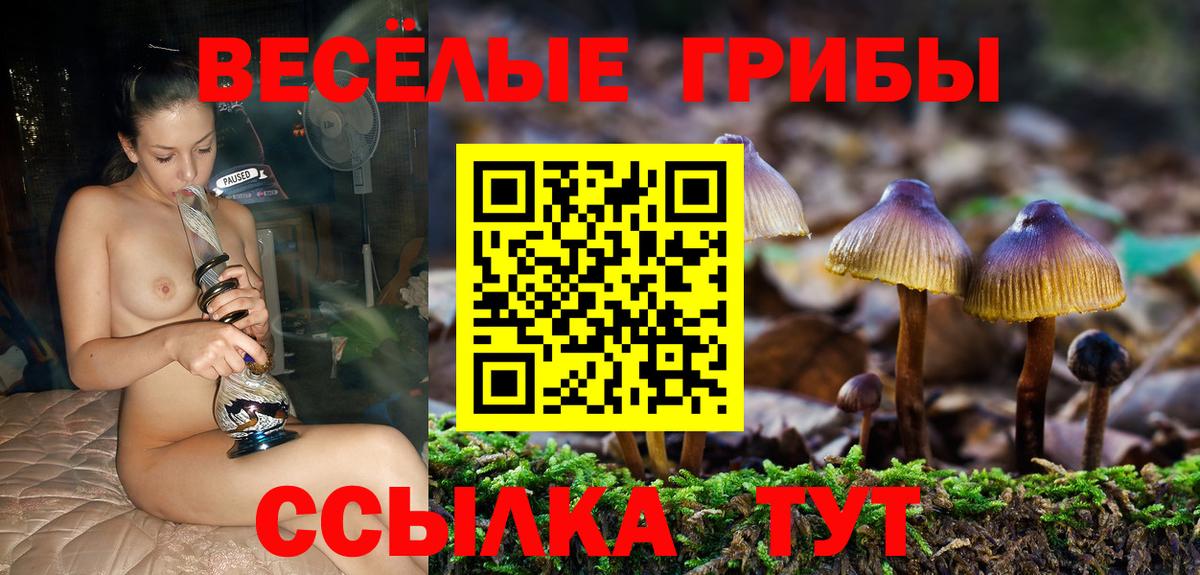 Камень-на-Оби  Галлюциногенные грибы Psilocybine cubensis  купить наркотики сайты  Вход с VPN 